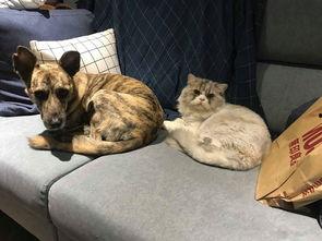 男人宠，崽子乖，七零女配成团宠,从男人宠到崽子乖，团宠之路