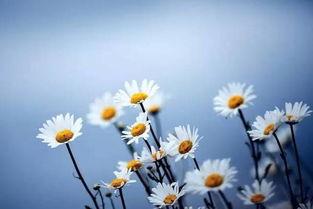 苦味雏菊 第一季,青春的苦涩与成长